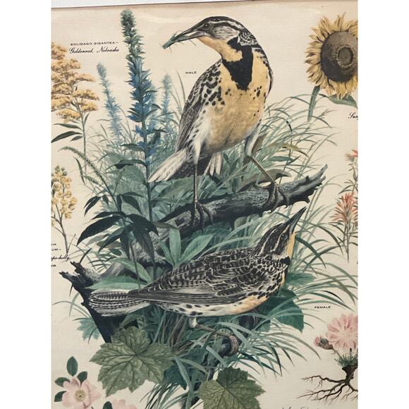Vtg Meadowlark Lithograph Print Arthur Singer Flora Fauna 14x16 Framed Botanical - Picture 4 of 7